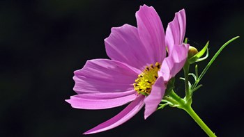 cosmea 1396842_1920